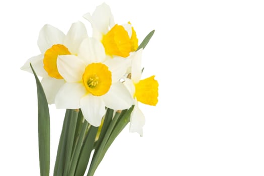 narcissus flowers