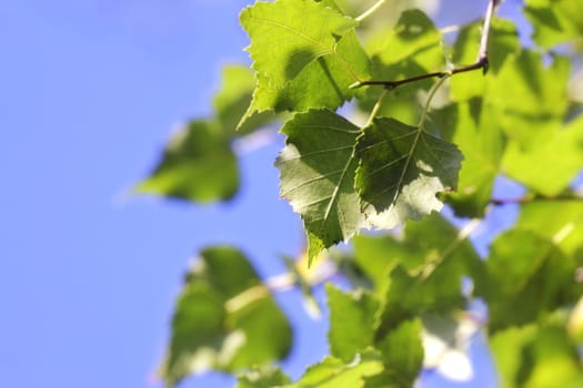 Green Leaves against the Sky