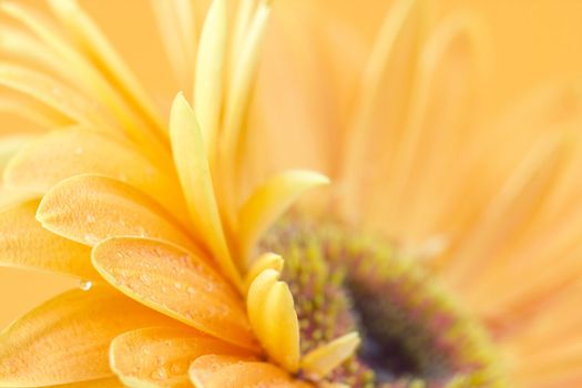 orange gerbera daisy