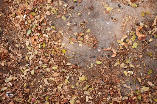Dry leaf  pattern detail
