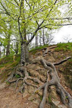 Old tree in the mountain