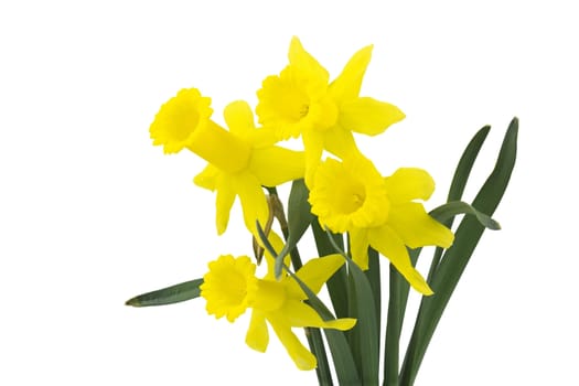 yellow narcissus flowers
