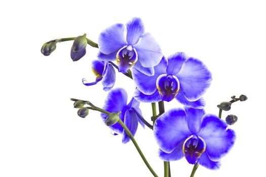 Beautiful violet orchid, phalaenopsis
