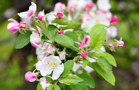 Spring blossoms