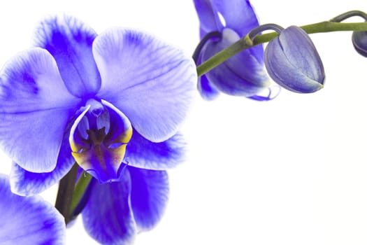 Beautiful violet orchid, phalaenopsis