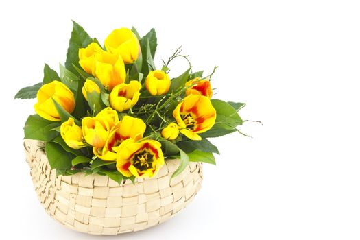 Beautiful yellow tulips in a basket on a white background