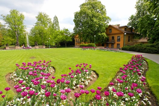 Tulips in the park, Prague