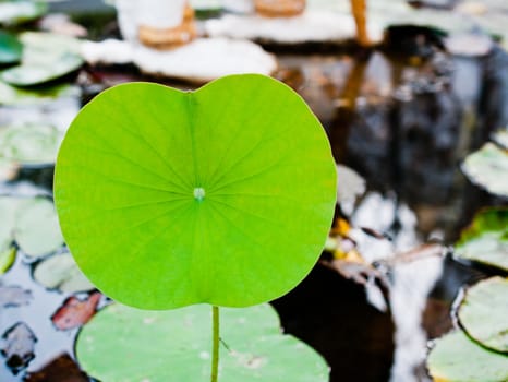 Beautiful lotus green leaf