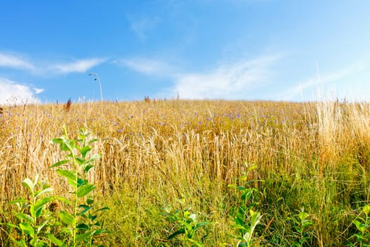 Wheat and blue sky