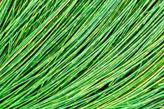 Leaf pine for background