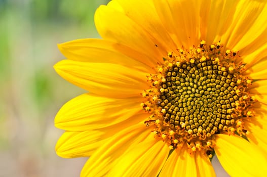 Macro of Sunflower Detail