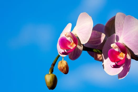 Purple magnolia flowers on blue sky