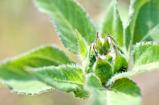 Macro of young Sunflower Detail