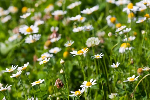 White daisies on green field