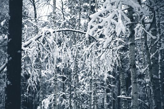 snow covered branches of trees in winter wood