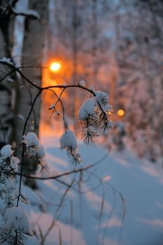 close-up of a branch covered by a snow on blurry background