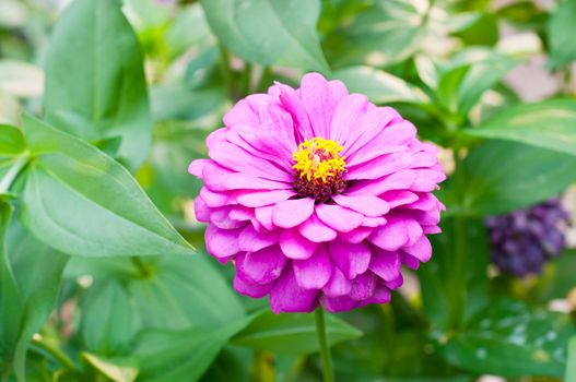 Zinnia flowers 
of nature