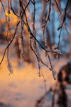 close-up of a branch covered by a snow on blurry background