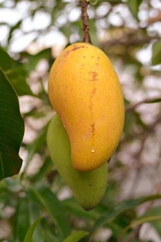 closeup ripe mango fruits on tree, scientific name mangifera indica.