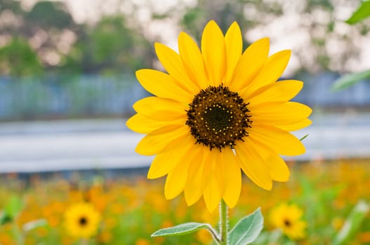 Sunflower closeup in the garden