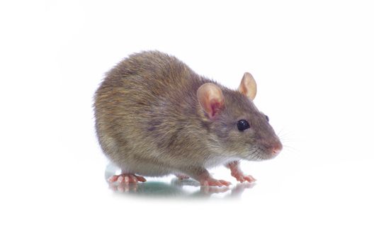 rat isolated on white background