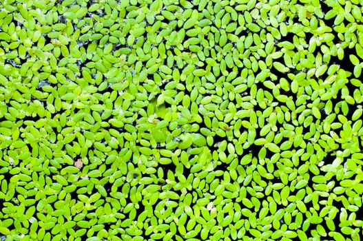 Water surface covered with a duckweed