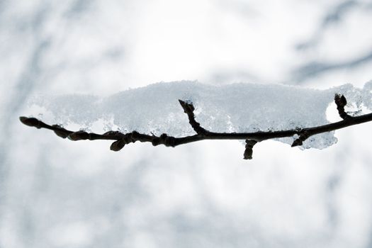 close-up of a branch covered by a snow on blurry background