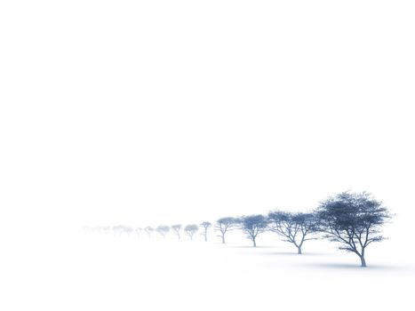 trees in misty haze in a gloomy winter day