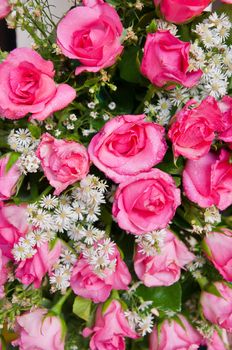Bright pink fresh roses