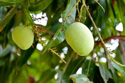 Green mango tree closeup detail