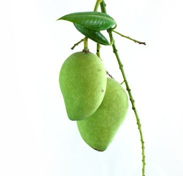 Green mango with white background