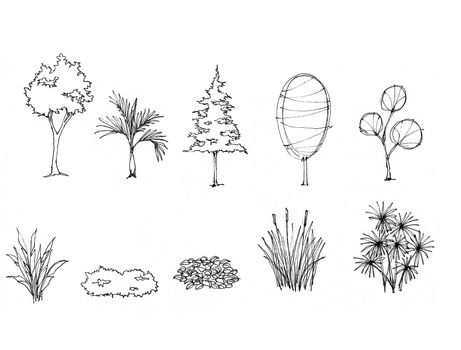 Tree Sketch for garden decorate