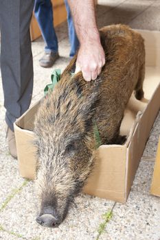 caught wild boar