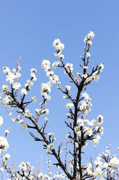 detail of blossom tree