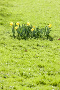 daffodils on lawn