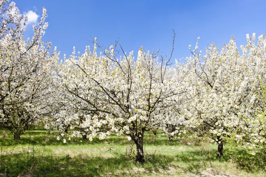 blooming orchard in spring