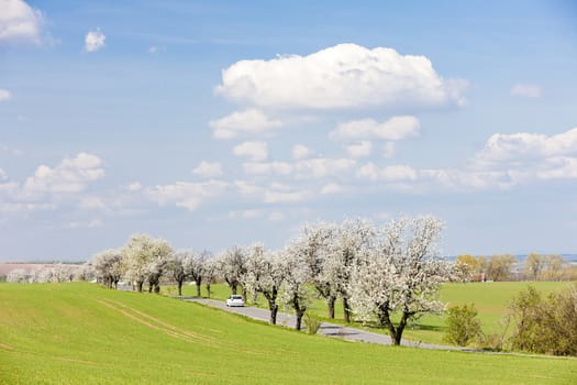 spring landscape with a road, Czech Republic