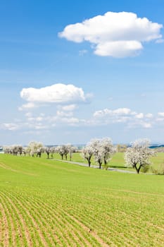 spring landscape with a road, Czech Republic