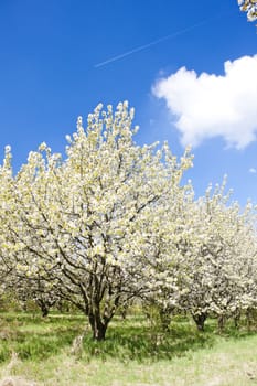 blooming orchard in spring