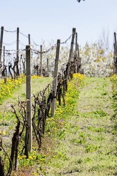 spring vineyar near Klobouky u Brna, Czech Republic