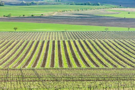 view of vineyards from lookout tower of Kravi hora near Boretice, Czech Republic