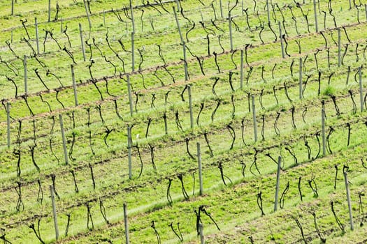 view of vineyards from lookout tower of Kravi hora near Boretice, Czech Republic