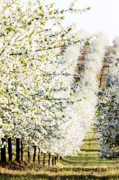 blooming orchard in spring, Czech Republic