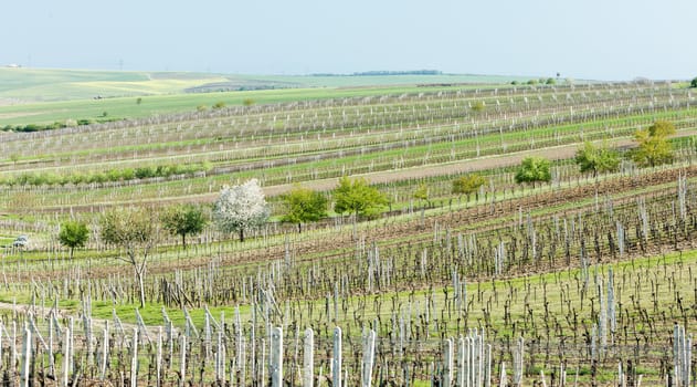vineyard called Noviny near Cejkovice, Czech Republic