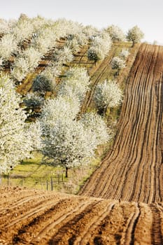 blooming orchard in spring with a field, Czech Republic