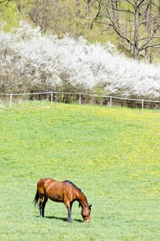 horse on meadow