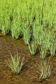 rice field, Piedmont, Italy