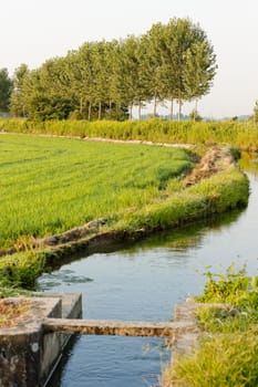 rice field near Tornaco, Piedmont, Italy