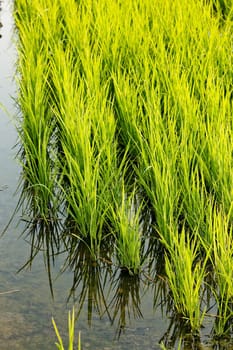 rice field near Tornaco, Piedmont, Italy