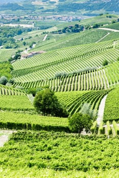 vineyars near Barbaresco, Piedmont, Italy